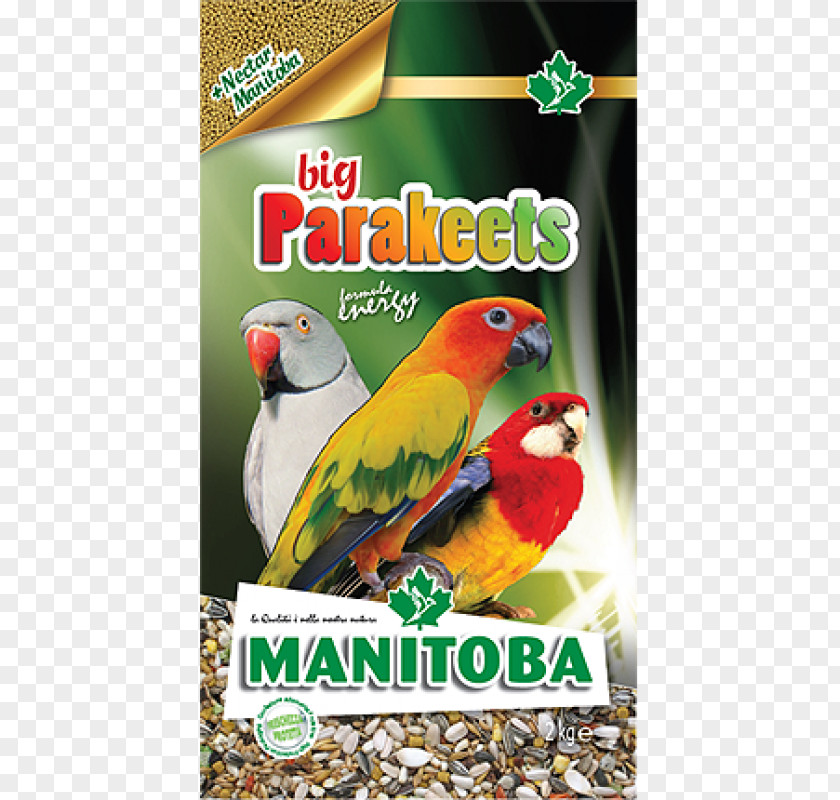 Internet Big Data Amazon Parrot Bird Parakeet Domestic Canary PNG