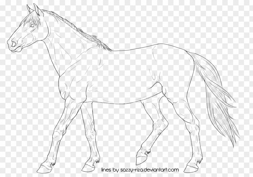 Thoroughbred Mule Foal Stallion Colt PNG