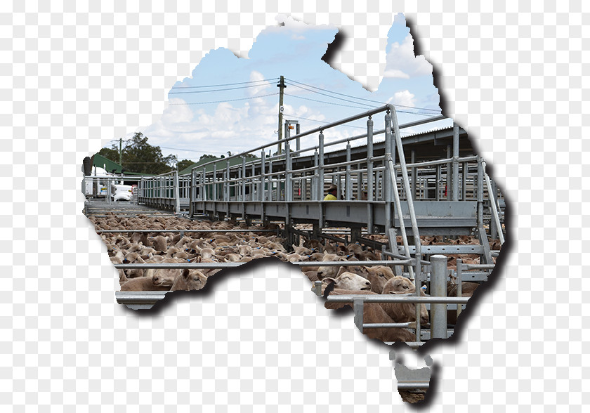 Australia Livestock Sheep Industry Cattle PNG