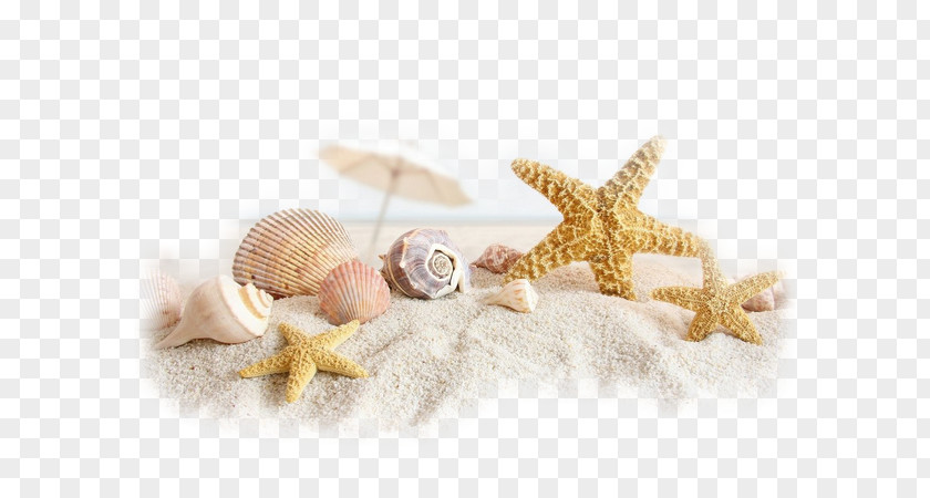 Beach Shell Www.timelinecovers.pro Seashell Facebook PNG