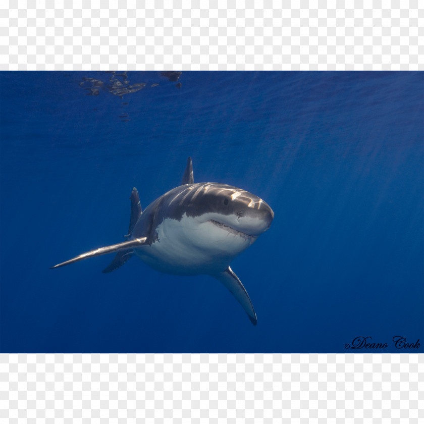 Cam Newton Great White Shark Requiem Lamnidae Tiger Chondrichthyes PNG
