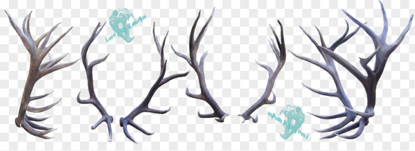 Deer Elk Antler Horn Feather PNG