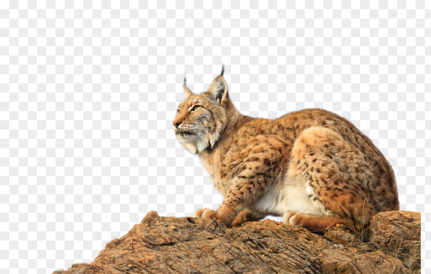 Eurasian Lynx Yandex Search Species Animal PNG