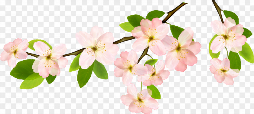 Impatiens Cut Flowers Cherry Blossom Cartoon PNG