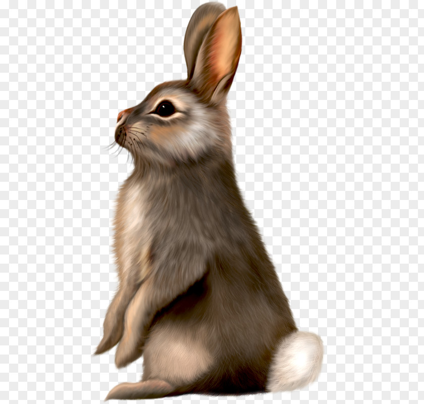 Long Ears Brown Rat Painted Gray Rabbit Easter Bunny Clip Art PNG