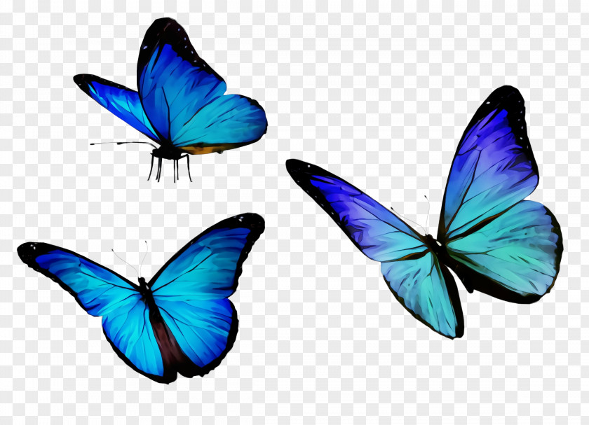 Lycaenid Wing Butterfly Insect Moths And Butterflies Blue Pollinator PNG