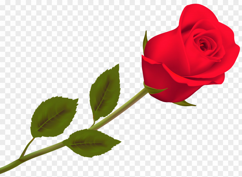 Rose Leslie Valentine's Day 2018 Desktop Wallpaper PNG