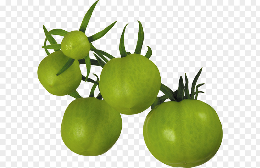 Tomato Fried Green Tomatoes Juice Tomatillo PNG