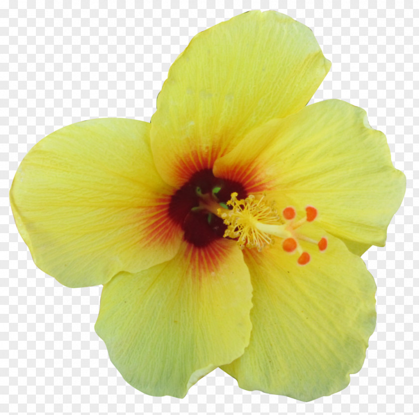 Tropical Hawaiian Hibiscus Shoeblackplant Flower PNG