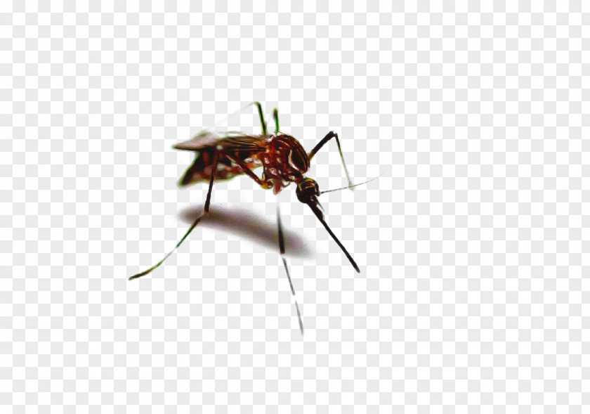 Scentless Plant Bugs Blowflies Ant Cartoon PNG