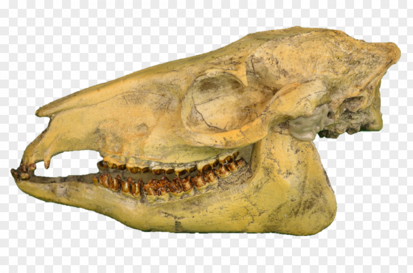 Skull Reptile Snout PNG
