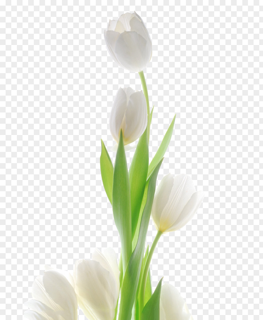 The White Tulip Flower Wallpaper PNG