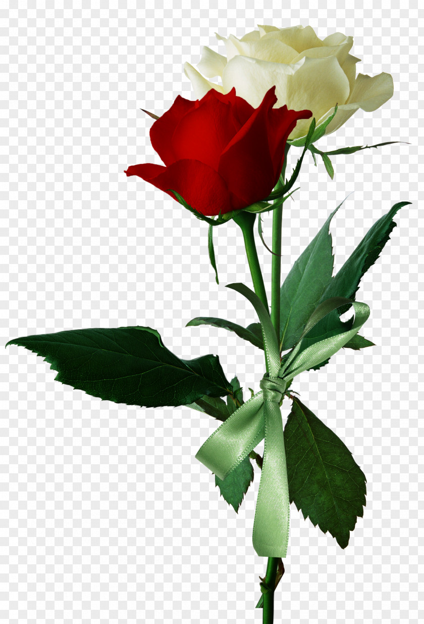 White Roses And Red PNG roses and red clipart PNG