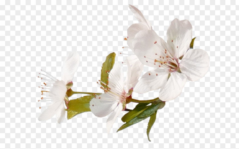 Blossom Fruit Tree PNG