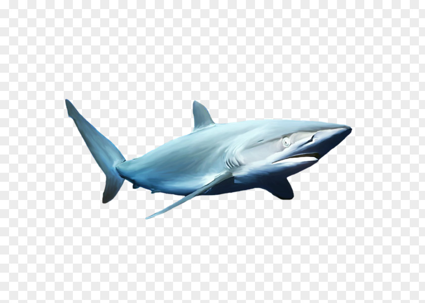 Blue Shark Common Bottlenose Dolphin PNG
