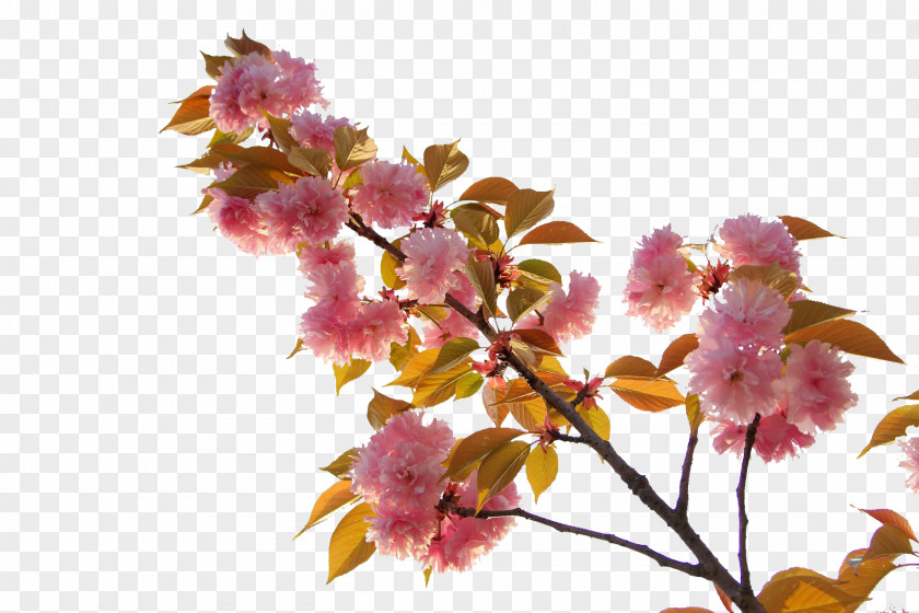 Japanese Cherry Blossoms Japan Blossom PNG
