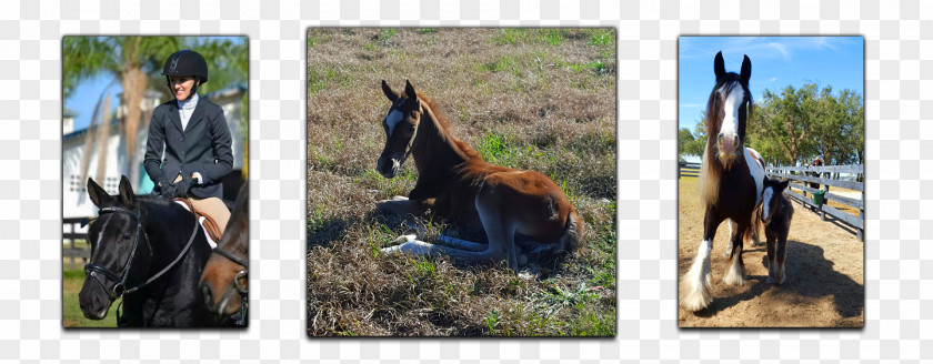 Mustang Thoroughbred Stallion Rein Equestrian PNG