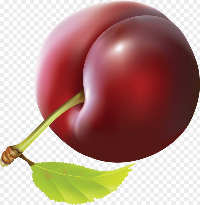 Plum Image Euclidean Vector Realism Adobe Illustrator PNG