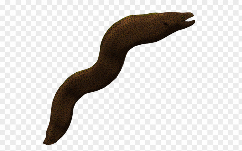 Reef Moray Eel Desktop Wallpaper PNG