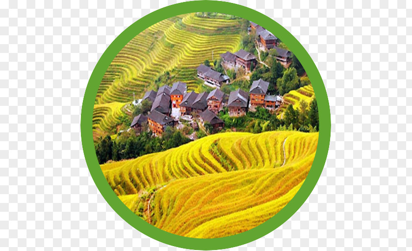 Rice Terrace 龍脊梯田 Hotel Mid-Autumn Festival Tourist Attraction PNG