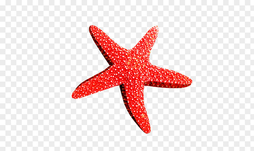 Starfish Sea Clip Art PNG