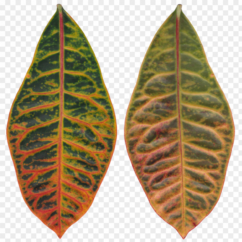 Tropical Leaf Spot Rushfoil Autumn Color PNG