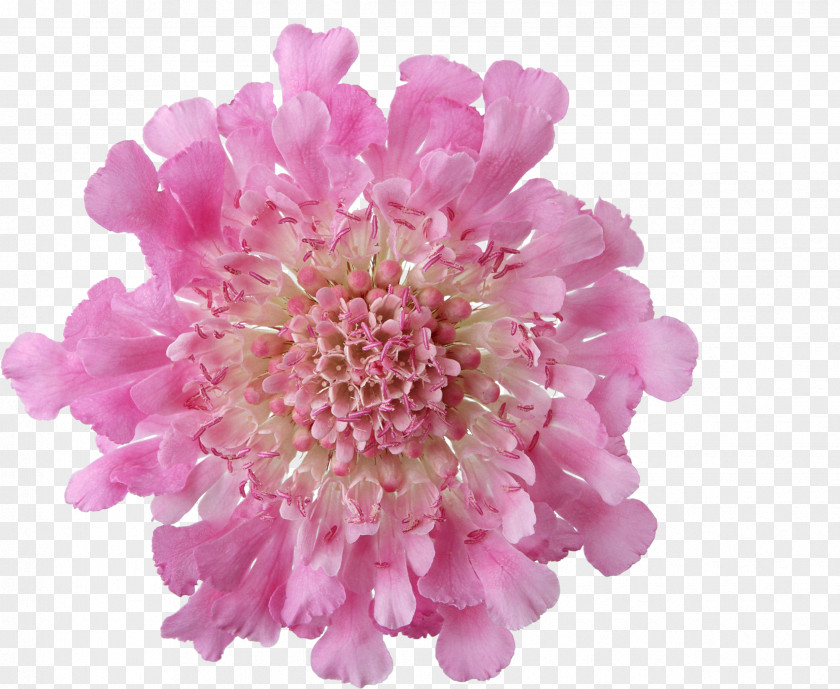 Flower Pink Flowers Chrysanthemum Rose PNG