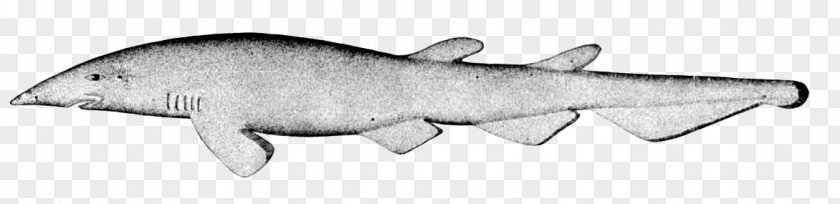 Isurus Oxyrinchus Deepwater Catshark Great Lanternshark White Shark Animal PNG