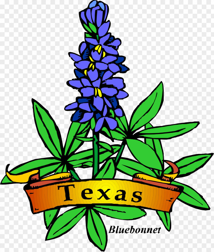 Bluebonnet Flower Texas Drawing Clip Art PNG