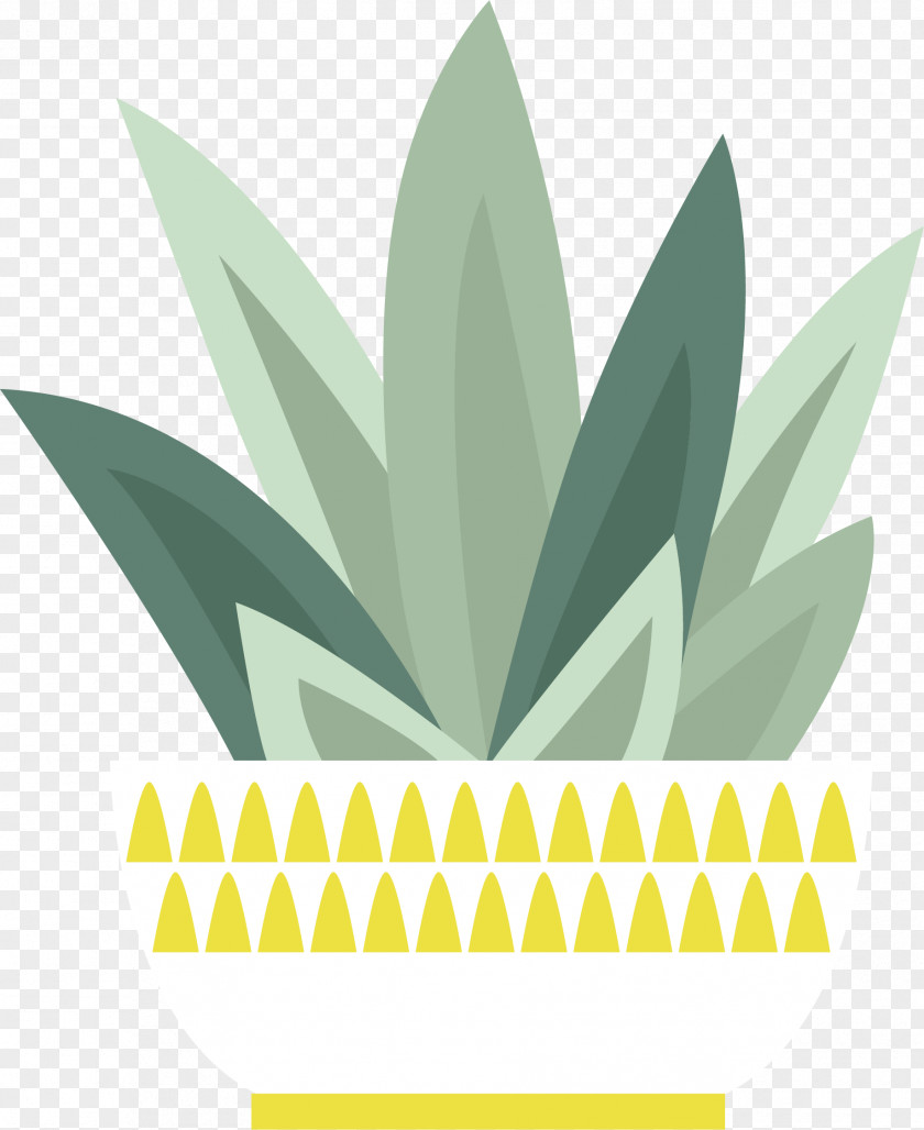 Cactus Vector Euclidean Cactaceae Drawing PNG