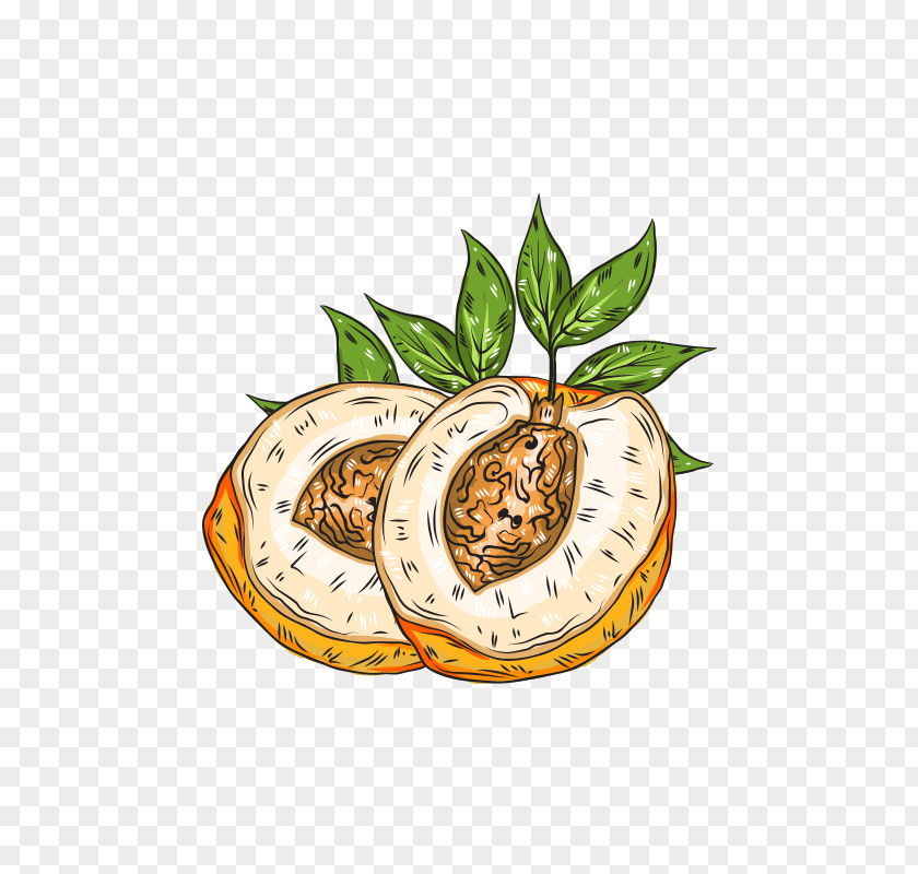 Delicious Peaches Euclidean Vector Adobe Illustrator Illustration PNG