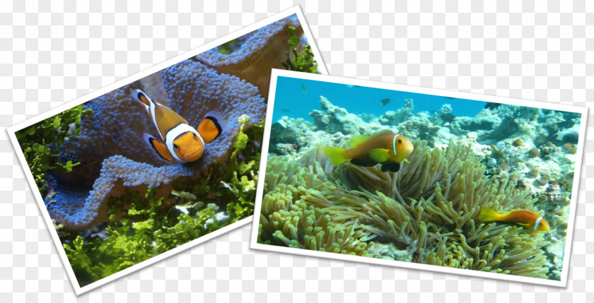 Fish Tank Aquarium Nemo Siamese Fighting Clownfish PNG