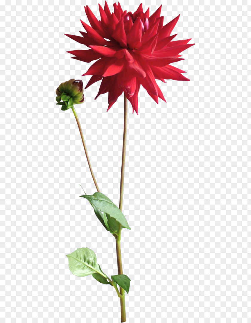 Flower Dahlia Bit Clip Art PNG