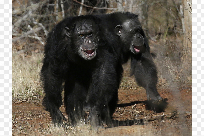 Gorilla Common Chimpanzee Monkey Chimps Inc. Ngamba Island Sanctuary PNG