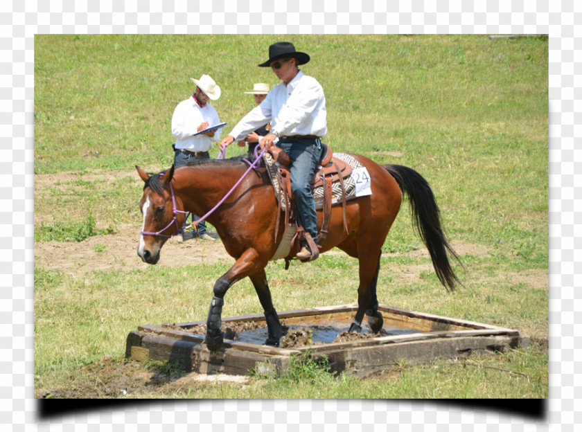 Horse Western Hunt Seat Bridle Equestrian Reining PNG