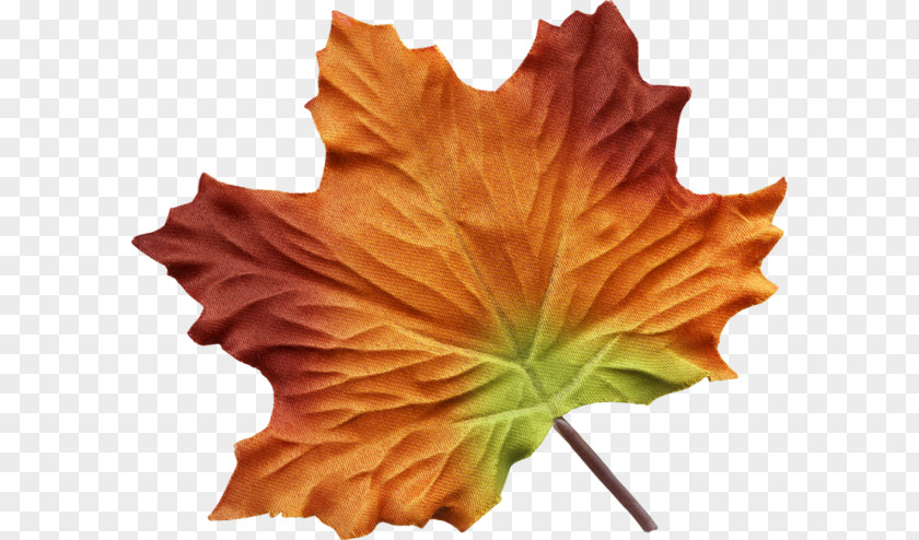 Leaf Maple Painting Autumn Color PNG