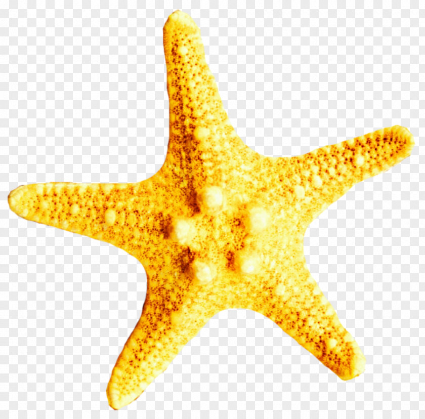 Nets Starfish Story Clip Art Yellow Echinoderm Stock Photography PNG