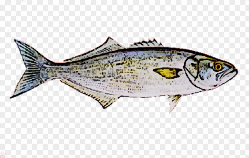 Oily Fish Bass Products Bony-fish Ray-finned PNG
