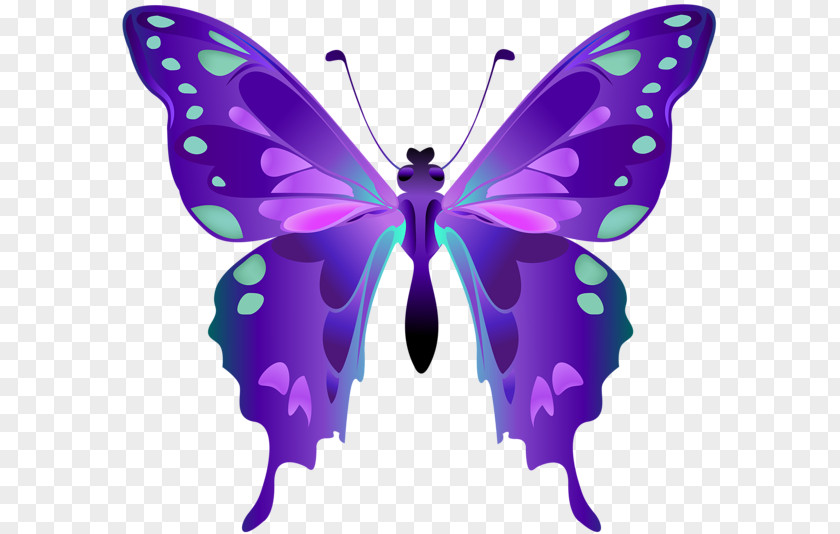 Purple Butterflies Decorations Brush-footed Clip Art Moth Image PNG