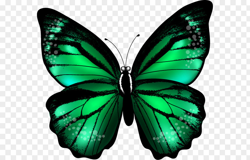Butterfly Green Color Clip Art PNG