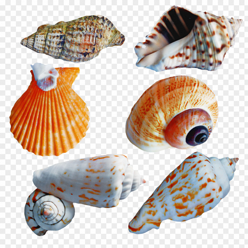 Cockle Conchology Seashell Conch Sea Snail PNG