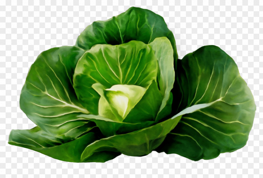 Cruciferous Vegetables Iceburg Lettuce Cabbage Green Flower Leaf Vegetable PNG
