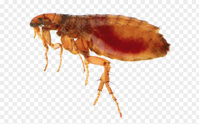 Insect Flea Treatments Pest Control PNG