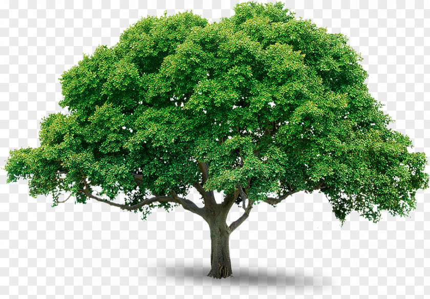 Mango Tree Sticker Business PNG