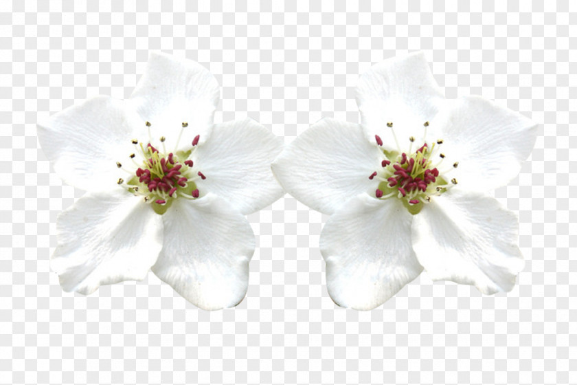 Two White Pear Flower Petals Picture Material Petal Download PNG