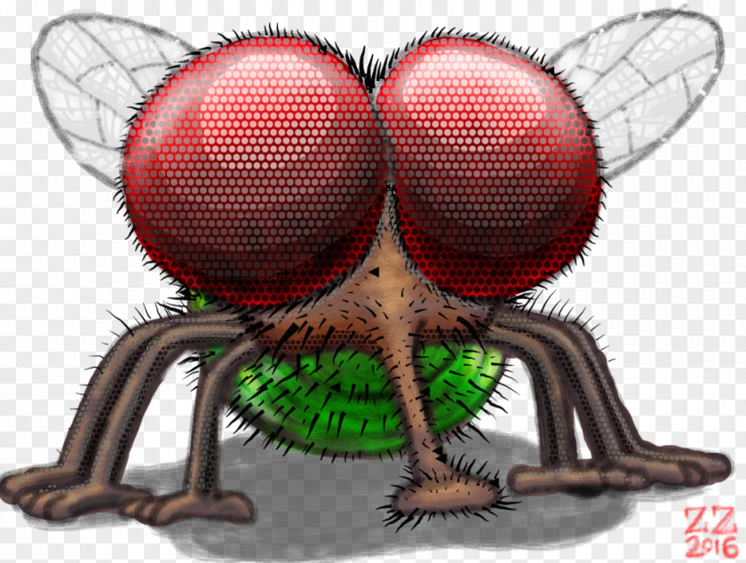 Fly Spider Insect Drawing Ero Furcata PNG