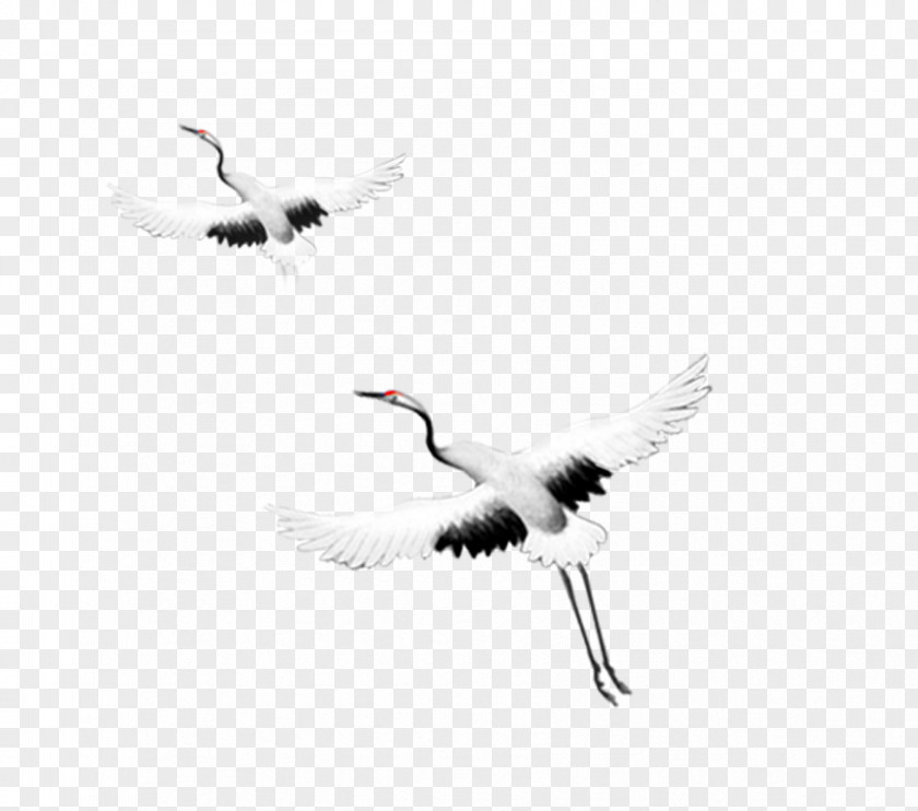 Flying Crane Flight Bird Goose PNG