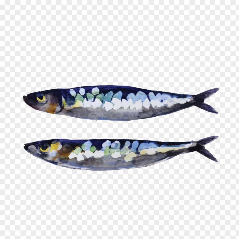 Hand Painted Fish Material Sardine European Pilchard Clip Art PNG