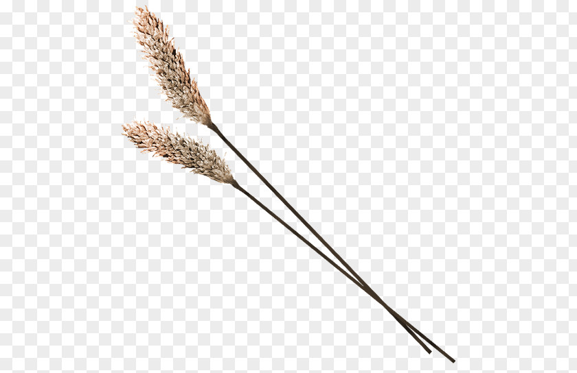 Withered Wheat Grasses Download PNG