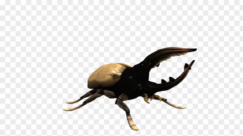 Beetle Hercules Spore Creatures Dynastes Tityus PNG